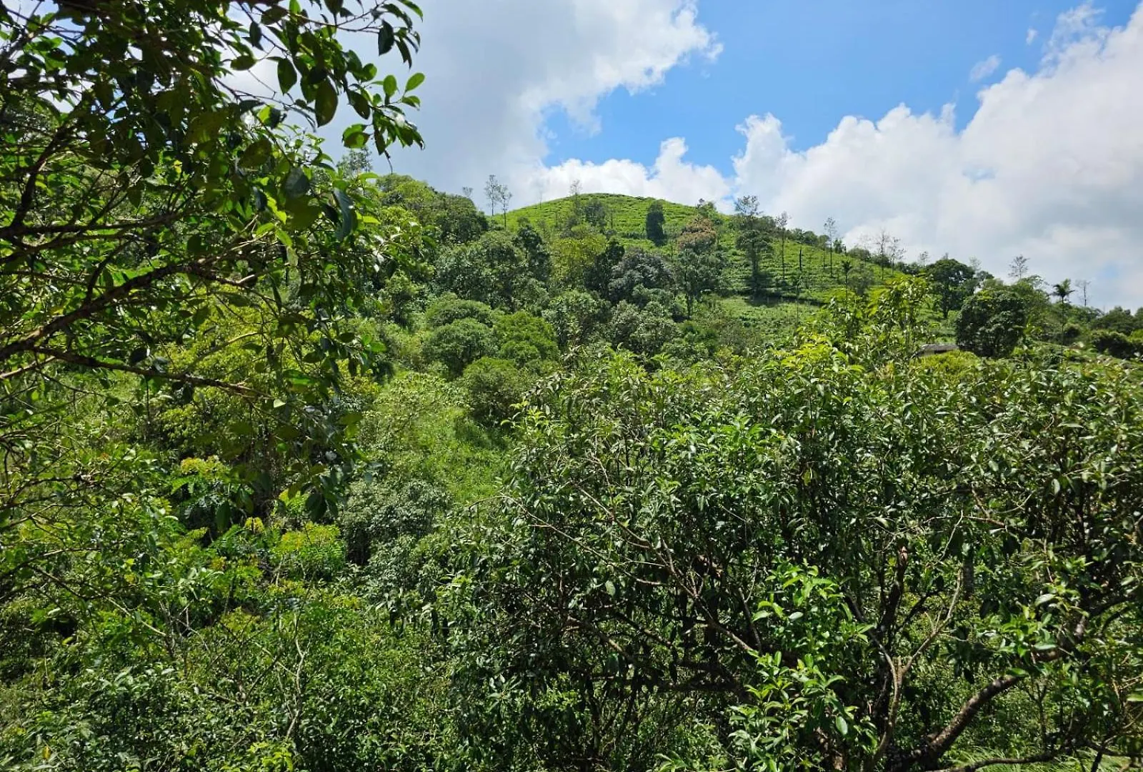 8-5 Acres Hotel Vagamon Resort